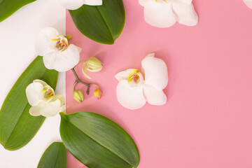 white orchid flowers on pink ackground