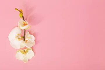 Rolgordijnen white orchid flowers on pink background © Maya Kruchancova