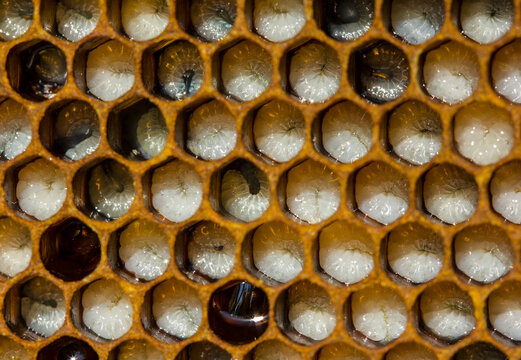 Larvae of bees.
Honeycombs are developing larvae of bees – future generation of beneficial insects.
