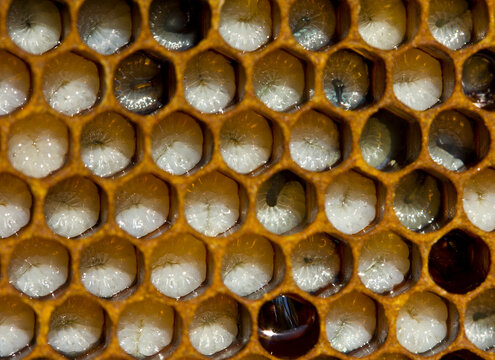 Larvae of bees.
Honeycombs are developing larvae of bees – future generation of beneficial insects.
