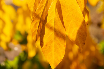 Jesienne złote liście w ogrodzie