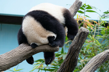 Close up Cute Panda in Singapore Zoo