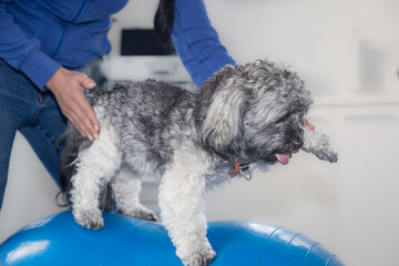 Hunde Physiotherapie Muskelaufbau auf einem Gymnastikball nach Operation - obrazy, fototapety, plakaty