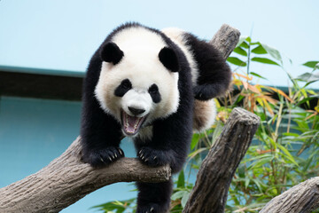 Close up Cute Panda in Singapore Zoo