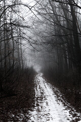 Promenade through misty forest in winter