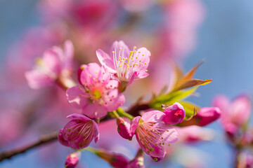 cherry blossom,In spring, the cherry blossoms are in full bloom