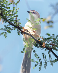 A Yellow Eyed Babbler on a bush tree