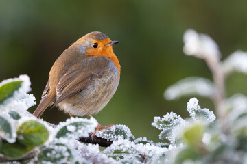 Robin perched on a frosty branch on a winter morning