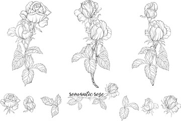 Fototapeta premium Vector set of flower compositions with rose flowers. 
