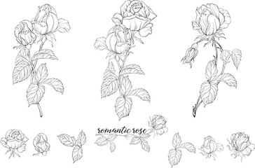 Vector set of flower compositions with rose flowers. 