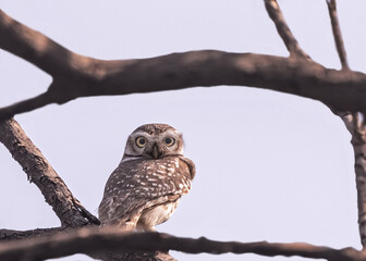 A Spotted Owl looking back to the camera