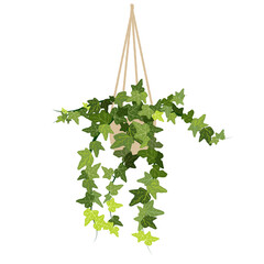 Hanging pot with ivy on a white background