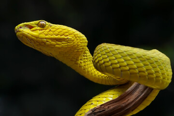 snake in the grass