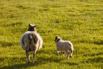 Mother and son sheep