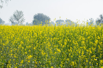 Obraz premium A field of mustard flowers