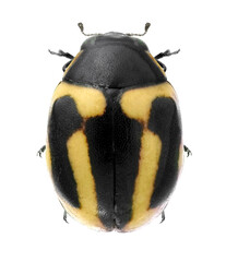Ladybug, Hyperaspis trifurcata (Coleoptera: Coccinellidae) is a native predator of the Opuntia cochineal scale, Dactylopius opuntiae (Hemiptera: Dactylopiidae). Isolated on a white background