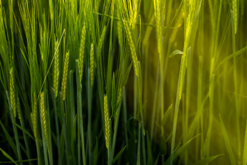 Fototapeta na wymiar Green young and still immature barley grows, close-up. Agricultural crop of barley. Agriculture for obtaining grain crops.