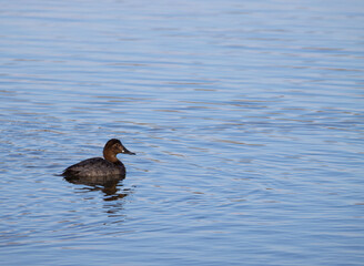 Sesión fotográfica de vida salvaje en humedales