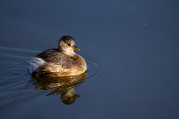 Sesi&oacute;n fotogr&aacute;fica de vida salvaje en humedales