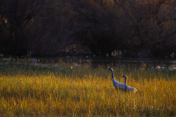Sesi&oacute;n fotogr&aacute;fica de vida salvaje en humedales