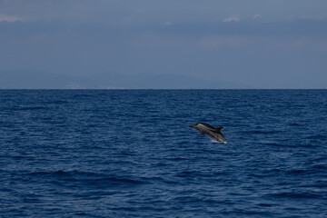 Sesi&oacute;n fotogr&aacute;fica animales marinos
