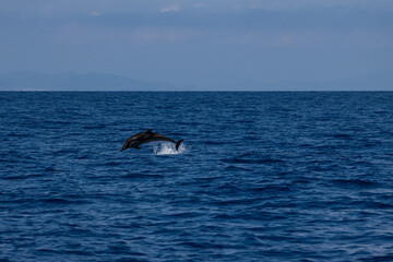 Fototapeta premium Sesión fotográfica animales marinos