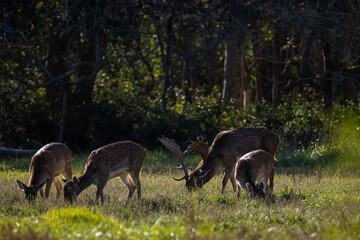 Sesión fotográfica de vida salvaje en humedales