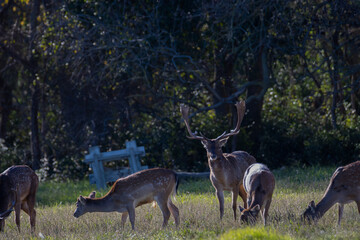 Sesión fotográfica de vida salvaje en humedales
