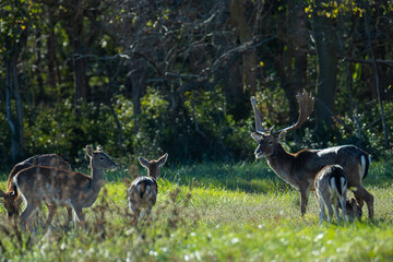 Sesi&oacute;n fotogr&aacute;fica de vida salvaje en humedales