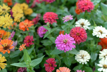 Colorful flowers are blooming fresh in the morning of spring garden.