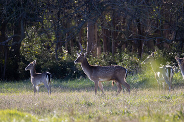 Sesi&oacute;n fotogr&aacute;fica de vida salvaje en humedales