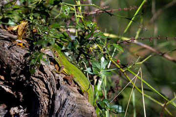 Sesi&oacute;n fotogr&aacute;fica de vida salvaje en humedales
