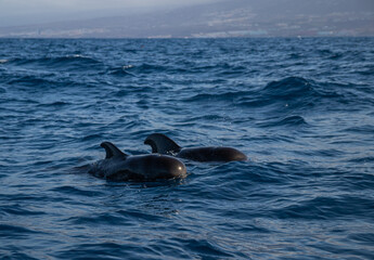 Sesi&oacute;n fotogr&aacute;fica animales marinos