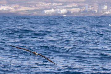 Sesi&oacute;n fotogr&aacute;fica animales marinos