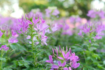 Colorful flowers are blooming fresh in the morning of spring garden.