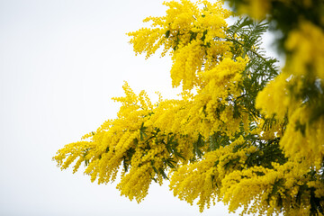 Blooming mimosa tree on white background.Mimosa spring flowers Easter and women's days background.