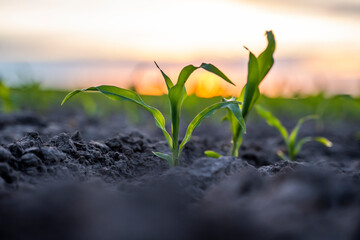 Close-up corn crop, planting at agricultural field with sunset sky background.
