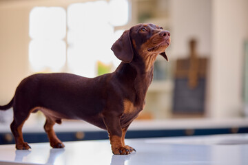 Pet Dachshund Dog Standing On Counter In Kitchen At Home