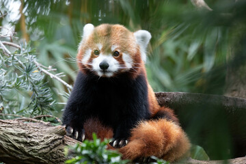 Fototapeta premium Close up cute Red Panda on the Tree