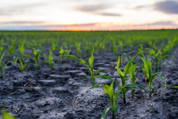 A young green sprout of corn close-up grows in the soil in a garden bed in a sunset.