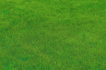 Green grass lawn surface nature natural wallpaper texture verdant background