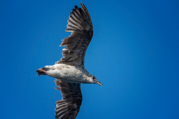 A European herring gull (Larus argentatus) in flight .Seagull outdoor sea fly freedom.  Seabird in flight.