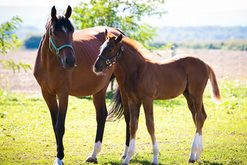 Fototapeta premium Mare and foal