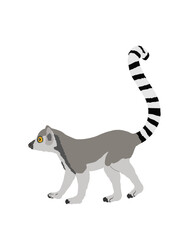 Lemur monkey vector illustration isolated on white background. Funny animal. Ring tail lemur symbol. © dovla982