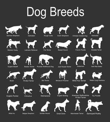 Large dog breed set collection vector silhouette illustration isolated on black background: pit bull terrier, wire fox terrier, welsh corgi Pembroke , cardigan, Manchester terrier... Dog shape shadow.