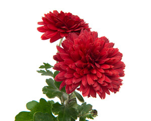 Red flower chrysanthemum daisy blooming isolated on the white background