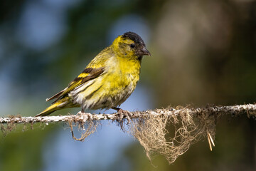 Eurasian siskin