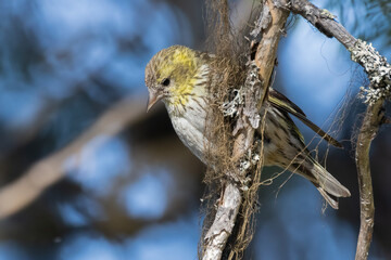 Eurasian siskin