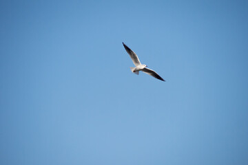 Fototapeta na wymiar Seagull in flight