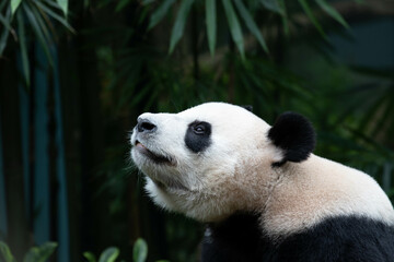 Close up Cute Panda in Singapore Zoo